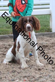DOG-101
