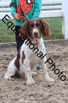 DOG-102