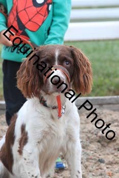 DOG-103