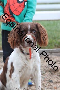 DOG-104