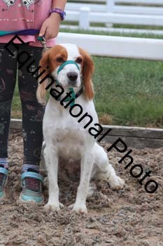 DOG-105