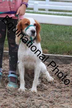 DOG-106