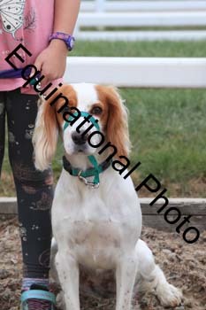 DOG-107
