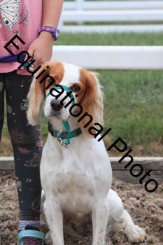 DOG-108