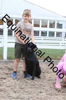 DOG-111