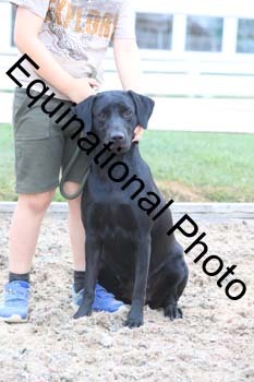 DOG-112