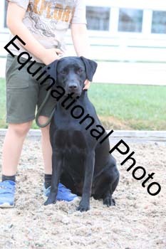 DOG-113