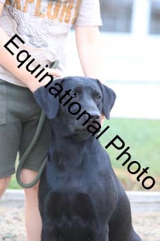 DOG-114