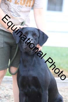 DOG-115