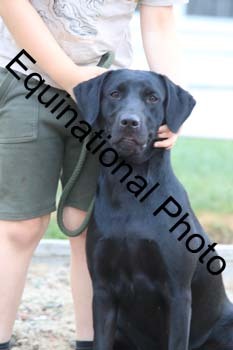 DOG-116