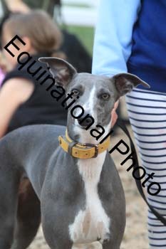 DOG-122