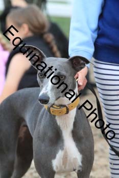 DOG-123