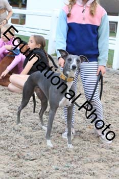 DOG-124