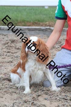 DOG-127