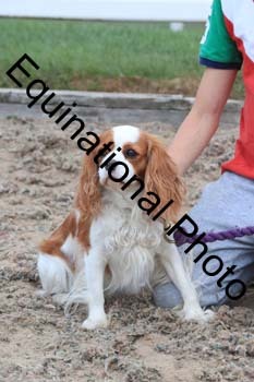 DOG-128