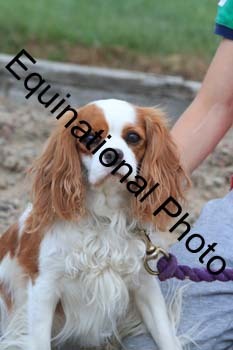 DOG-130