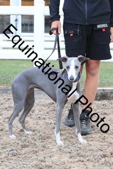 DOG-142