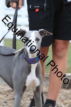 DOG-144