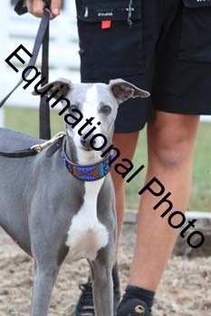 DOG-145