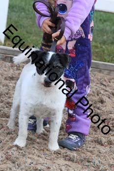 DOG-165