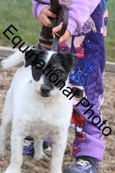 DOG-167