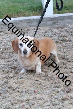 DOG-183