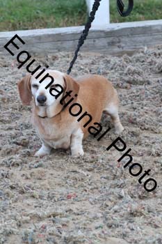 DOG-184