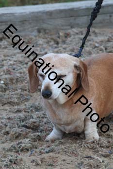 DOG-185