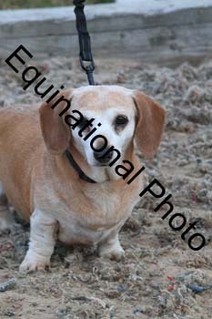 DOG-186