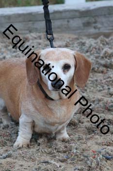 DOG-187