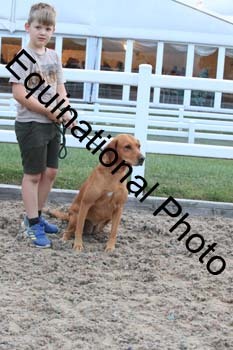 DOG-190