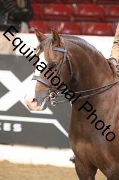 RBB-1258