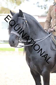 TTF-1903