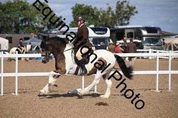 YTD-1303