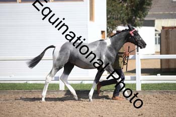 YTD-2410