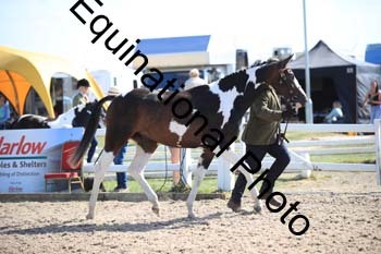 YTD-2420