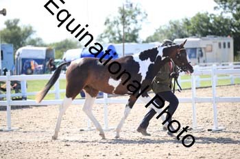 YTD-2423