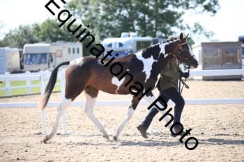 YTD-2424