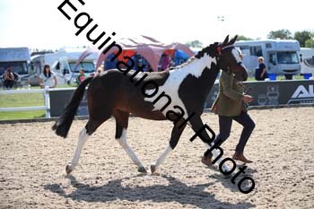 YTD-2427
