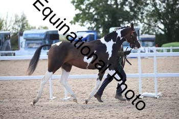 YTD-2497