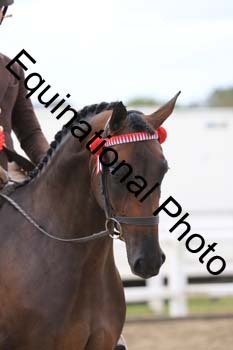 NTY-1215