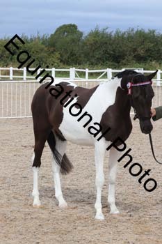 XER-1478