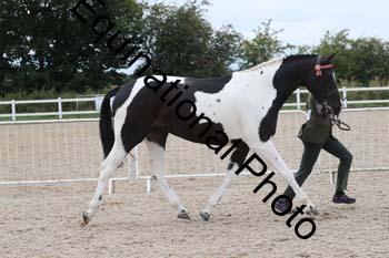 XER-2026