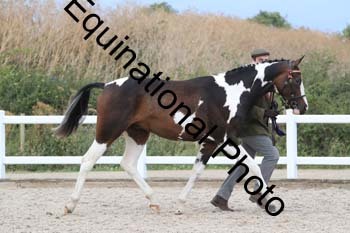 XER-2284