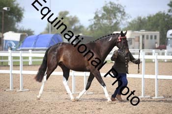 SUN-1128