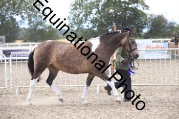 PVT-1263