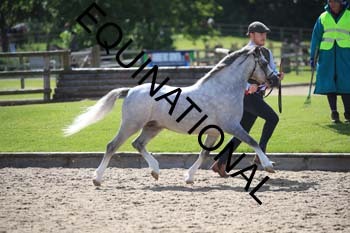 GGV-2241