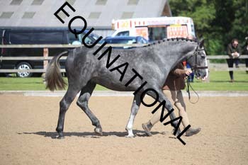 GGV-2377
