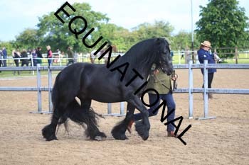 LEF-1199