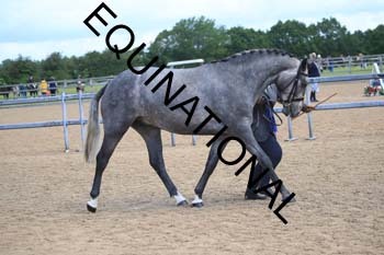 LEF-1517